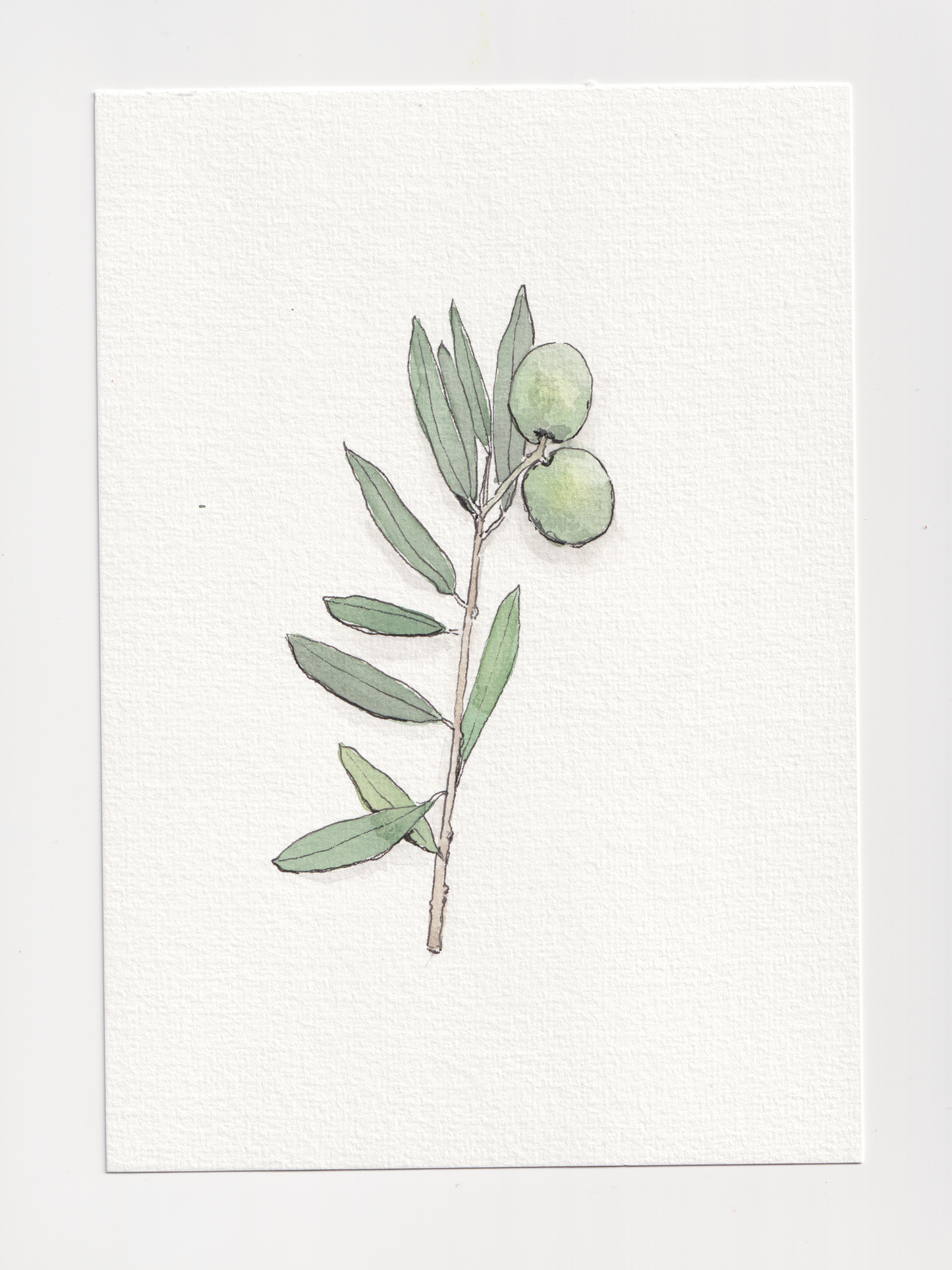 Daily Illustration - Day 11 - Olive branch