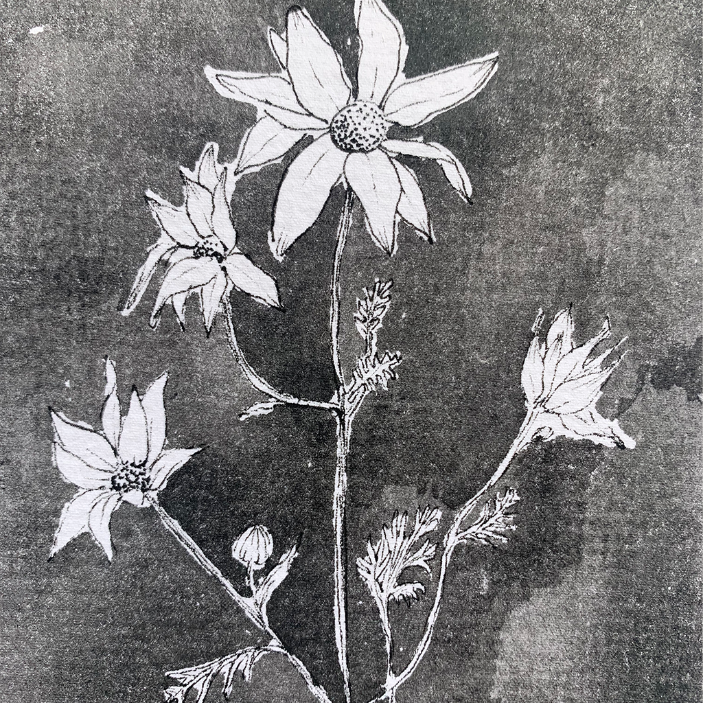 Monochromatic love - Flannel flower