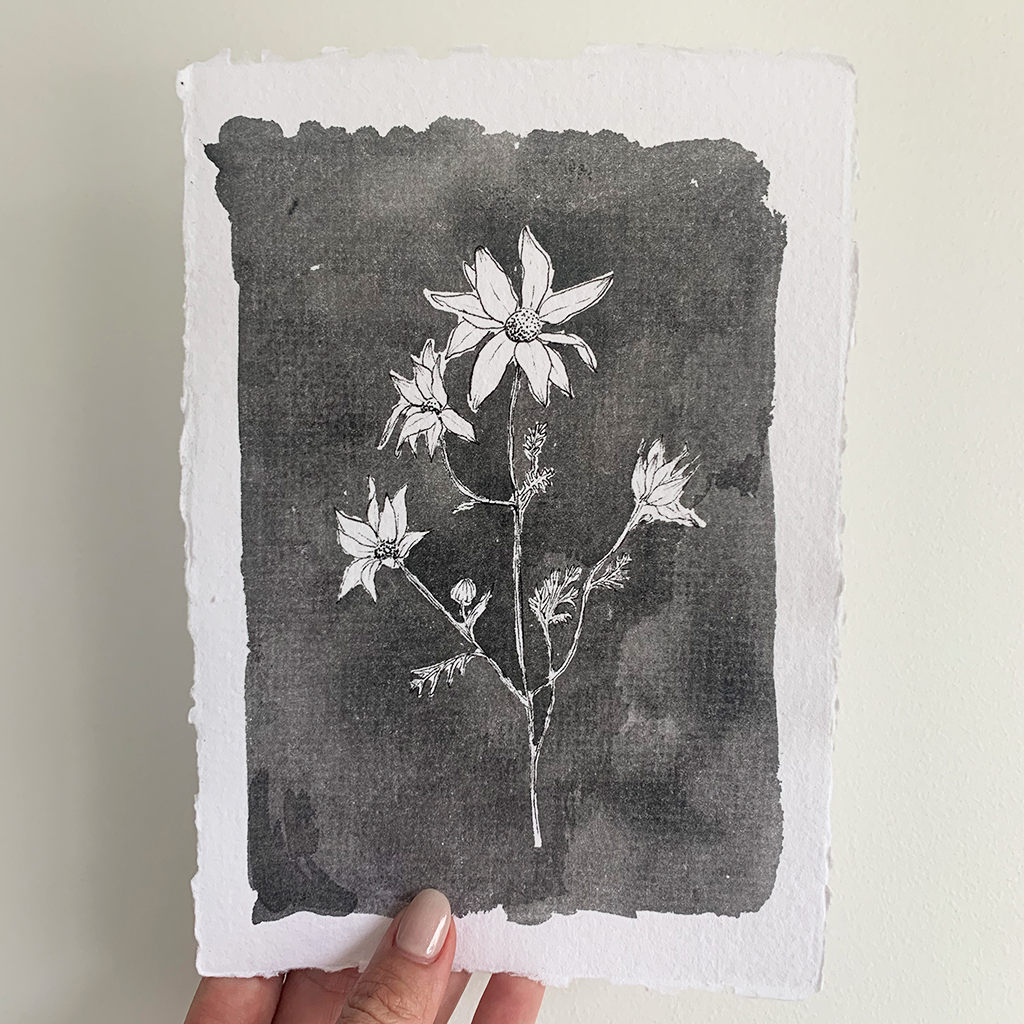 Monochromatic love - Flannel flower