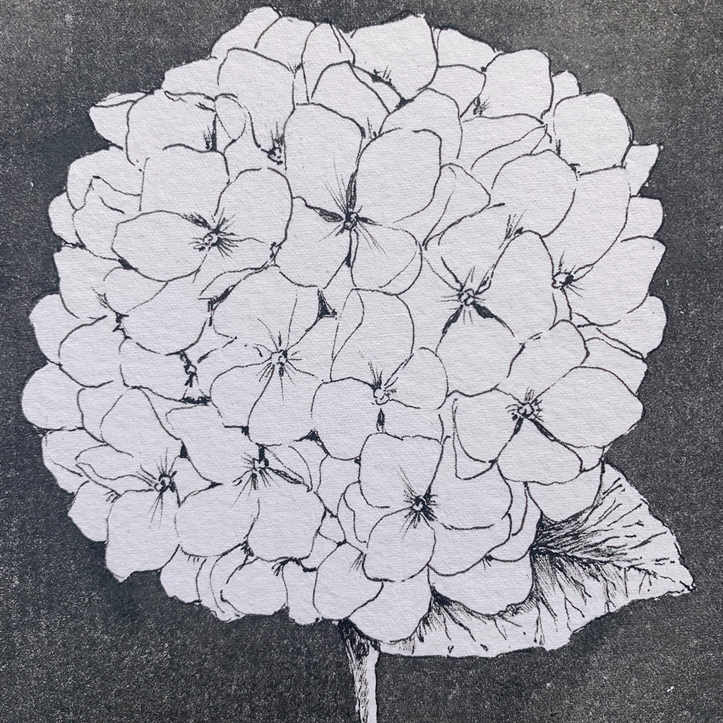 Monochromatic love - Hydrangea