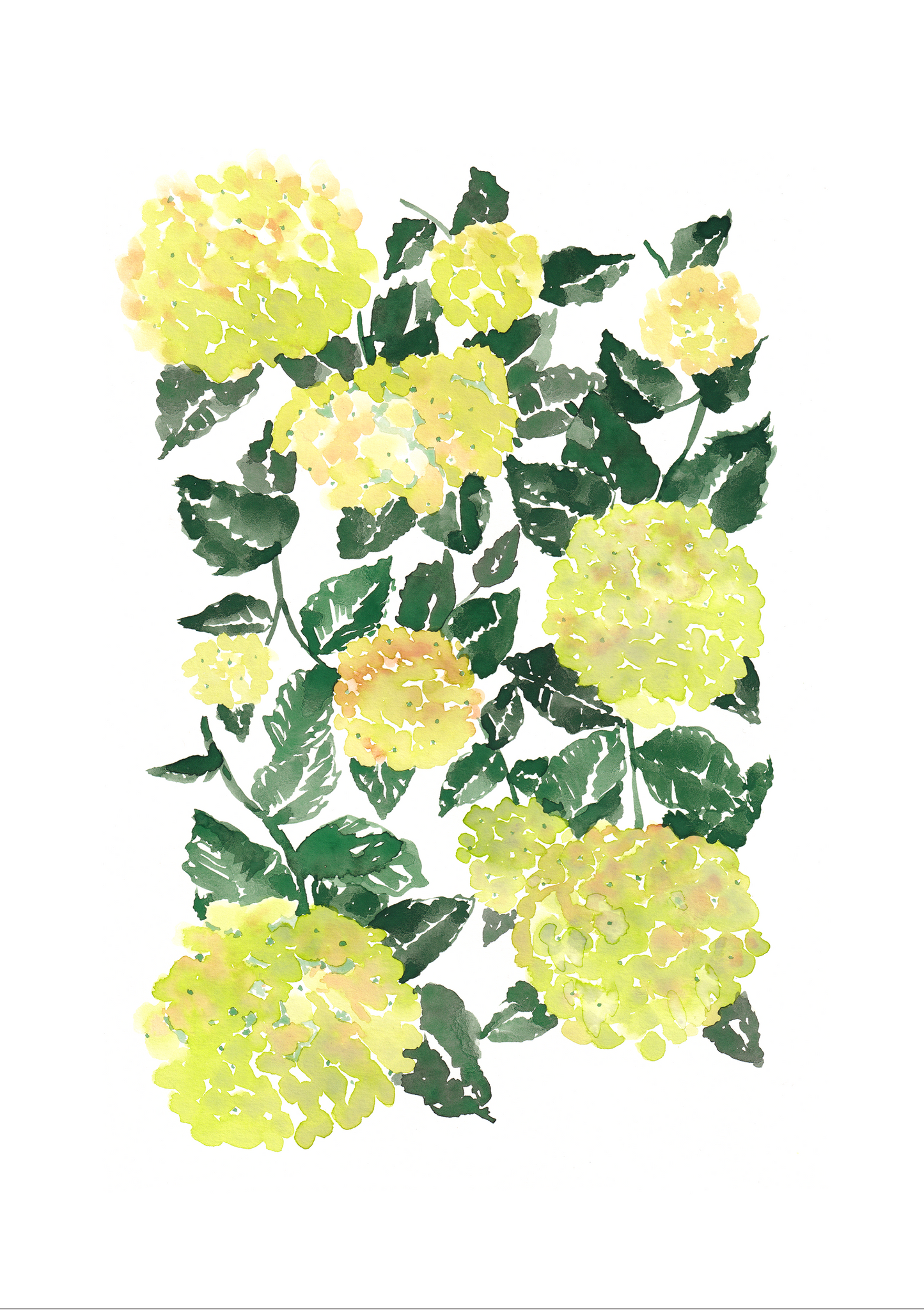 WATERCOLOUR HYDRANGEA POSTER - GREEN