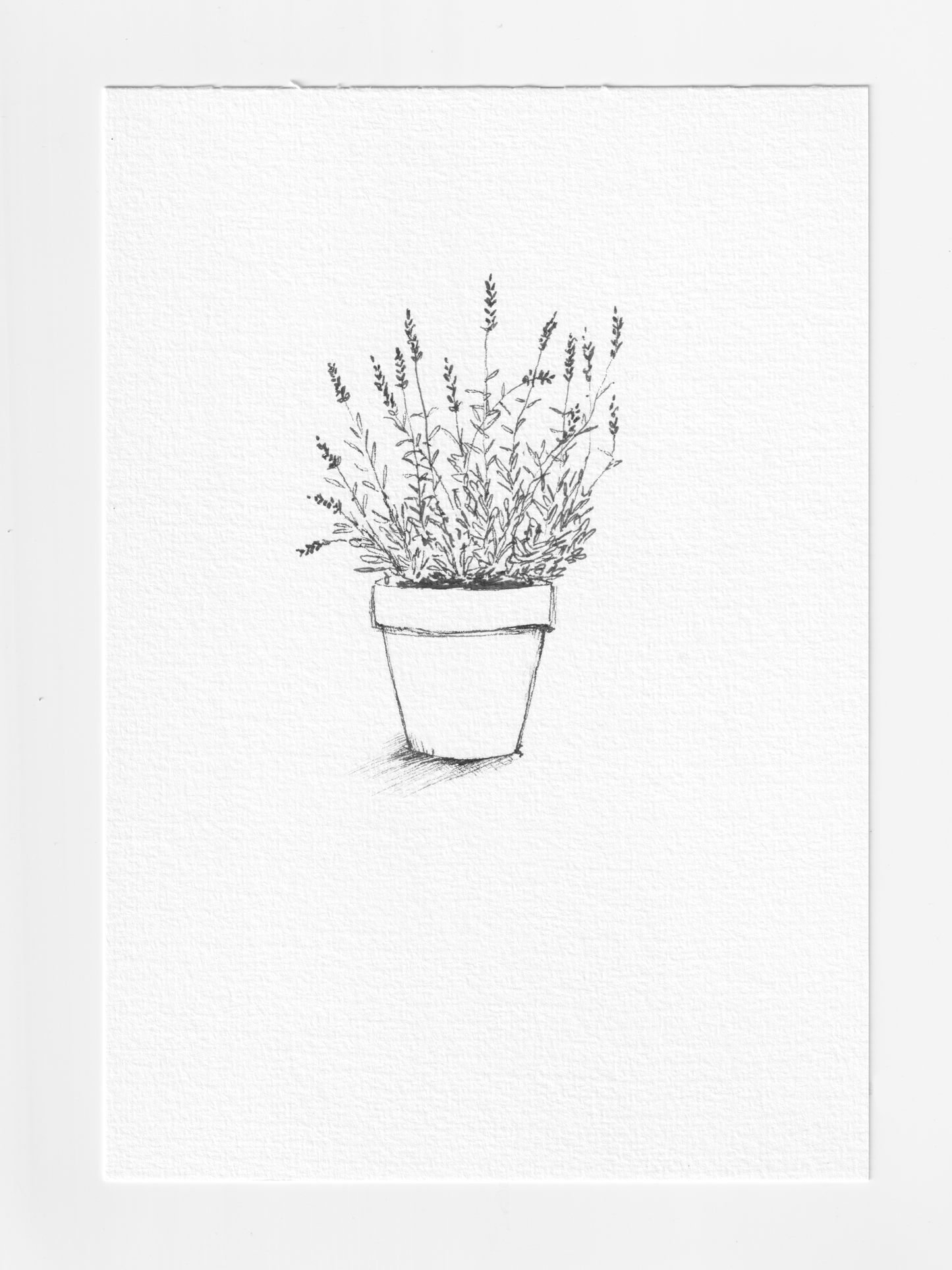 Daily Illustration - Day 16 - Lavender in pot