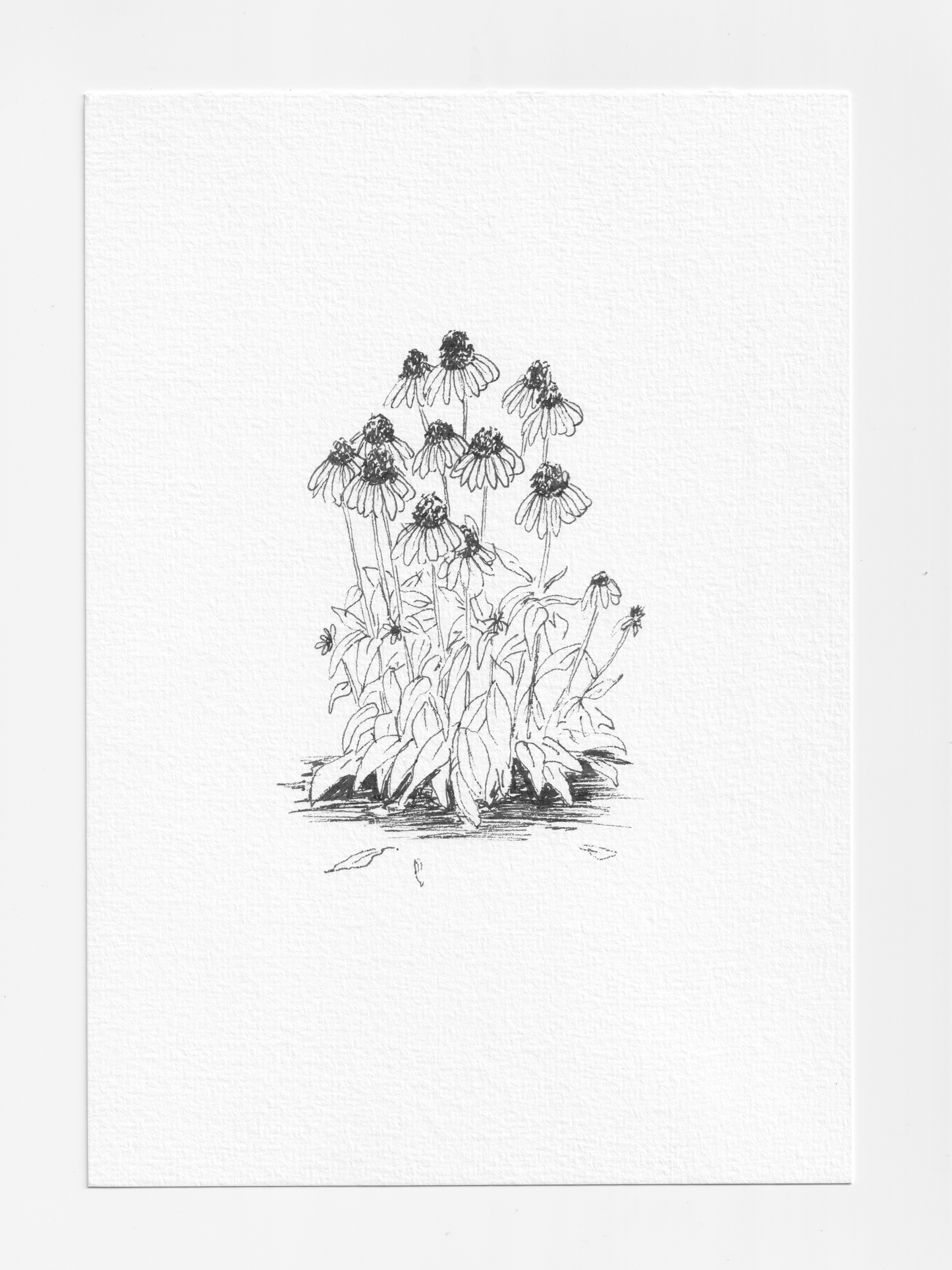 Daily Illustration - Day 17 - Cornflower Daisy