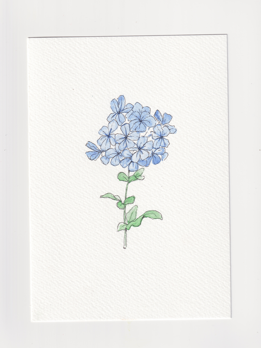 Daily Illustration - Day 1 - Cape Leadwort flower