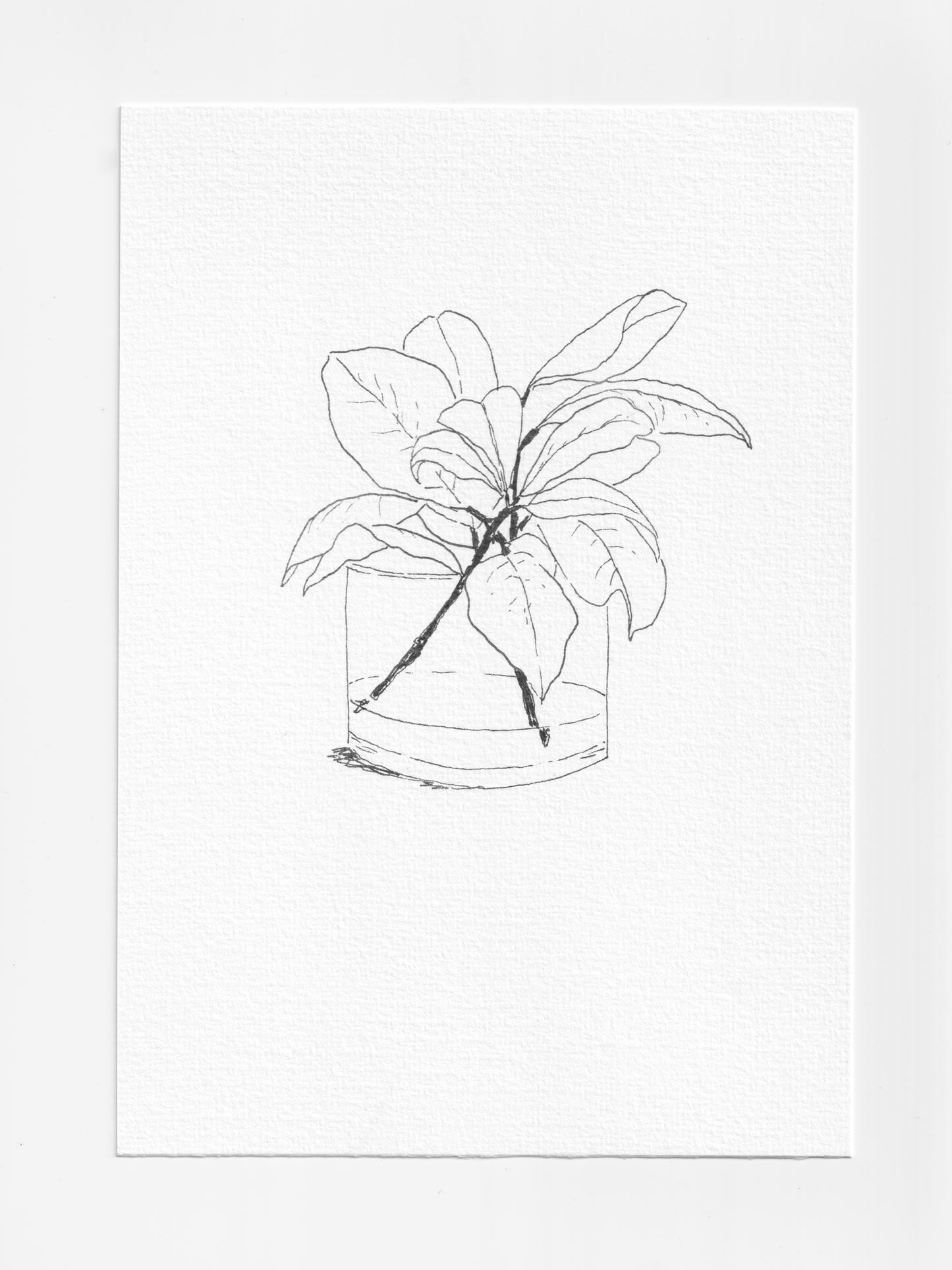 Daily Illustration - Day 26 - Magnolia leaf in vase