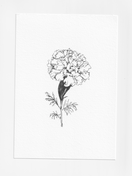 Daily Illustration - Day 29 - Marigold flower