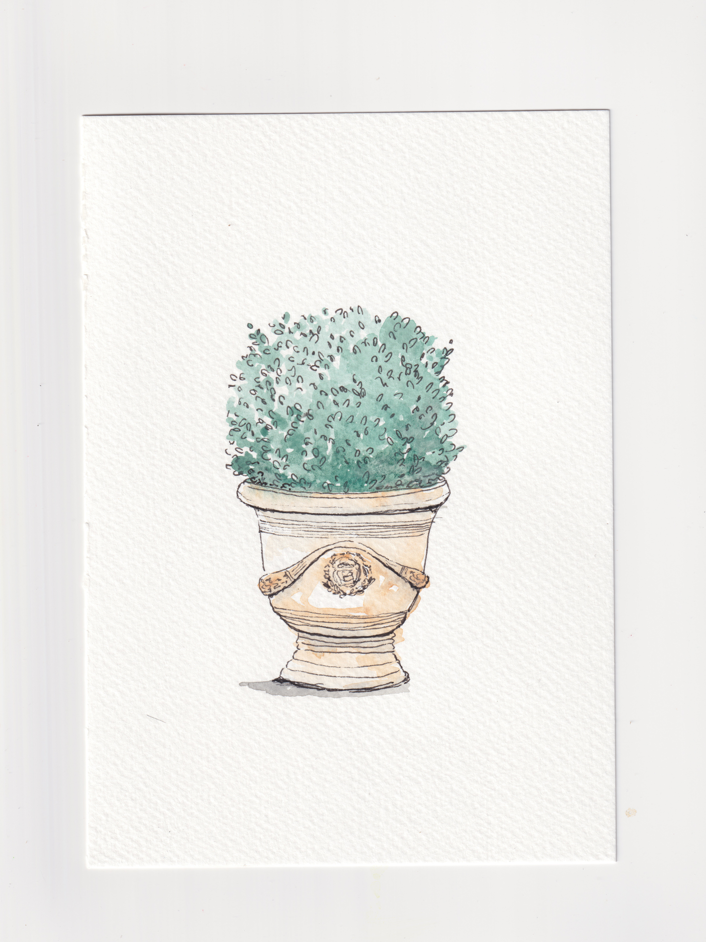 Daily Illustration - Day 3 - Buxus in pot