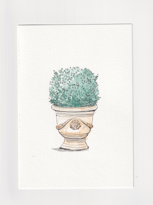 Daily Illustration - Day 3 - Buxus in pot