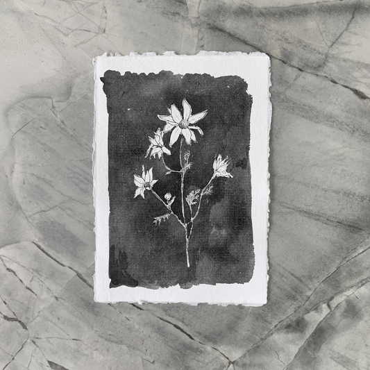 Monochromatic love - Flannel flower