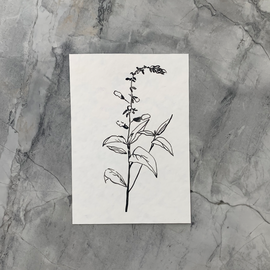 Floral Salvia - watercolour 2